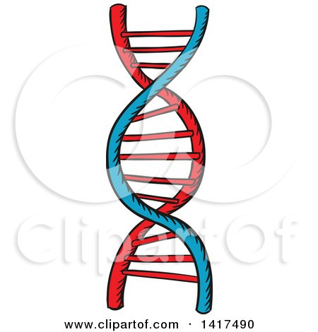 450x470 Clipart Of A Dna Strand