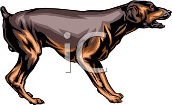 350x214 Picture Of A Doberman Standing And Growling In A Vector Clip Art