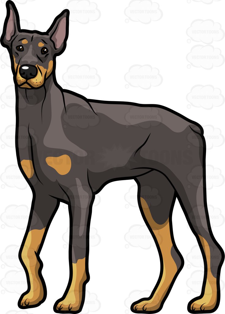 735x1024 Doberman Pinscher Clipart Cartoon