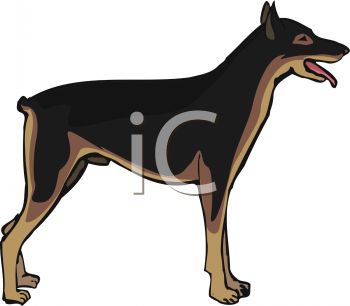 350x306 Picture Of A Doberman Pinscher Standing Up In A Vector Clip Art