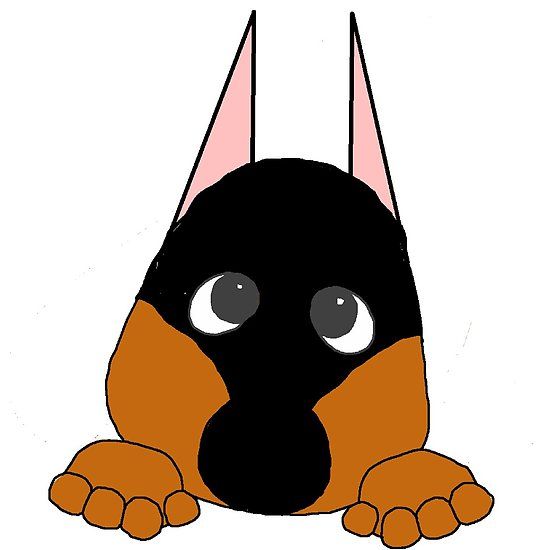 550x550 Doberman Pinscher Black And Rust Peeking Doberman Pinscher