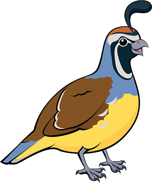 508x612 Collection Of Quail Bird Clipart High Quality, Free Cliparts