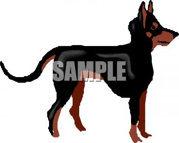 350x280 Doberman Pincer Breed Dog
