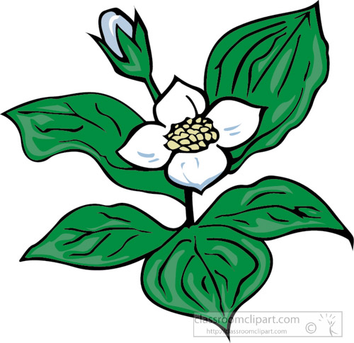 500x485 Dogwood Flower Clip Art