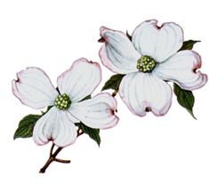 235x207 Dogwood Flower Drawings Dogwood Drawing
