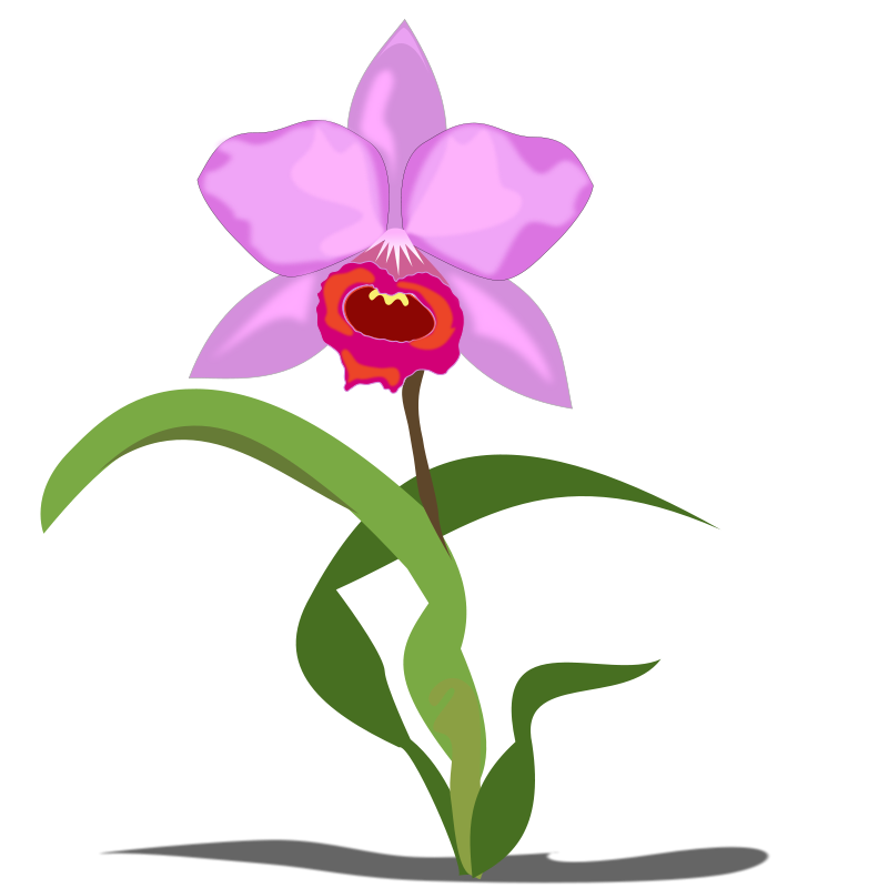 800x800 Dogwood Flower Clipart
