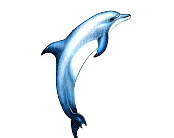 340x270 Dolphin Pictures To Print