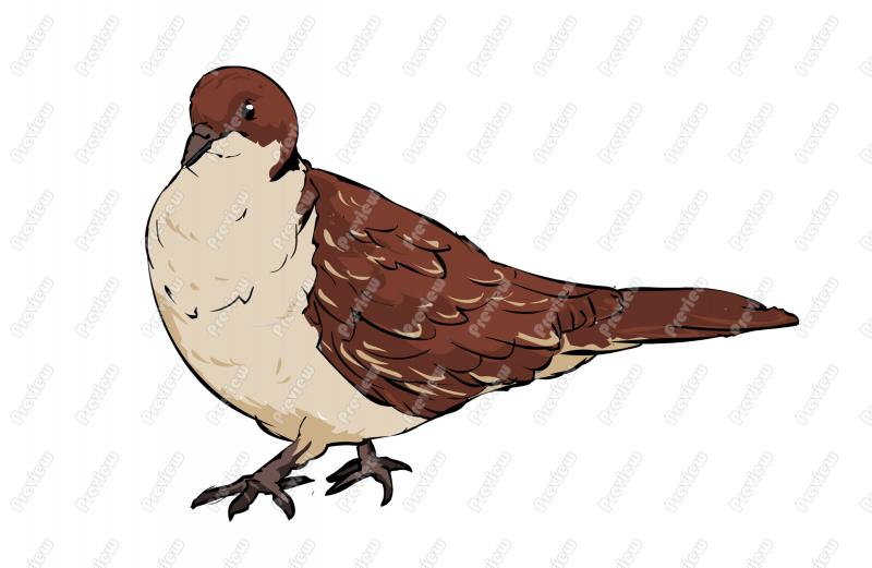 800x521 Realistic Zenaida Dove Bird Character Clip Art