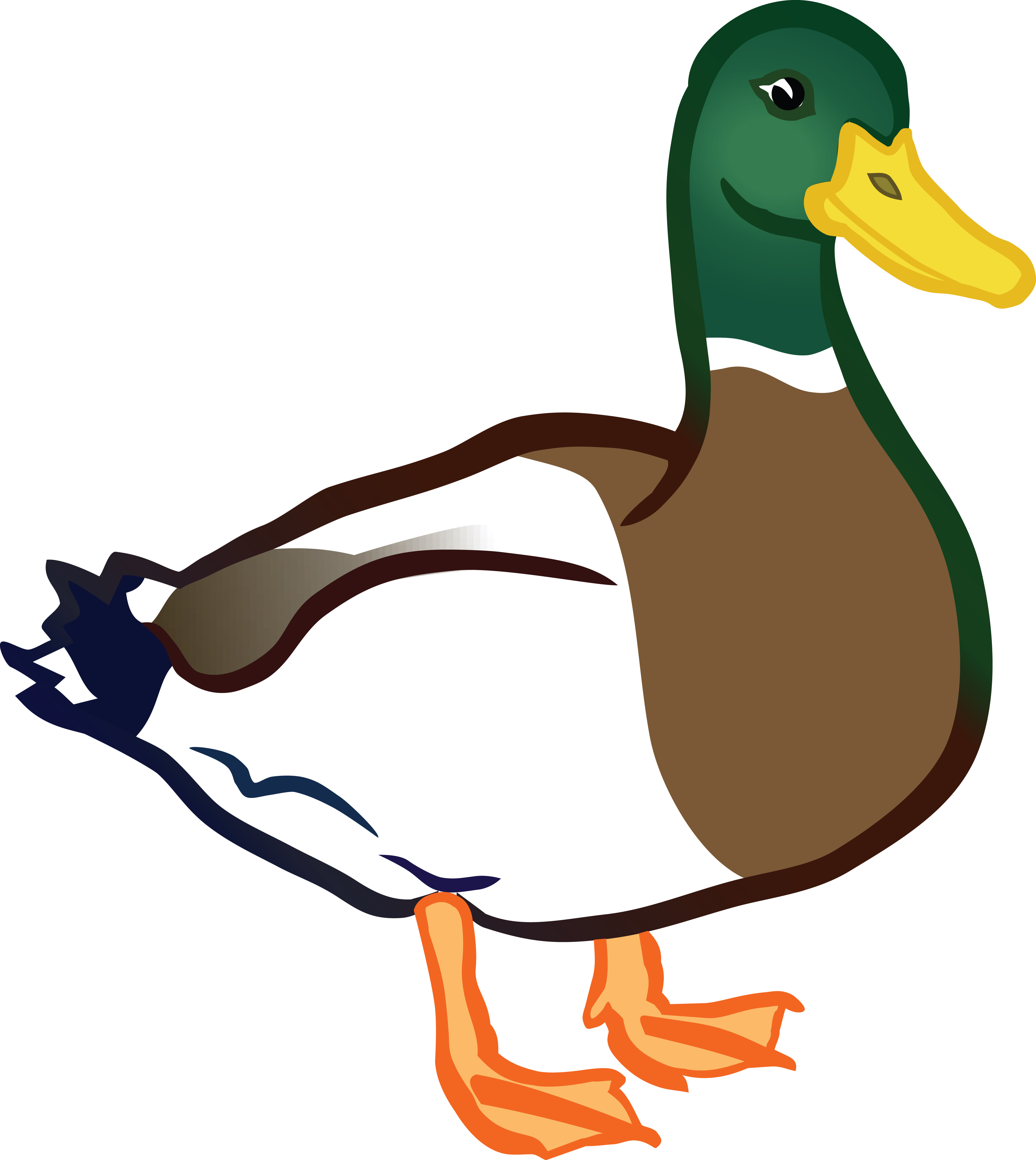 4000x4479 Free Clipart Of A Duck, Mallard Drake