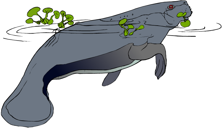 750x435 Manatee Clip Art 1