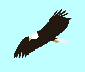 300x252 Soaring Eagle Clip Art