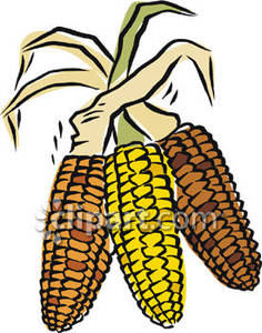 236x300 Indian Corn Free Clipart