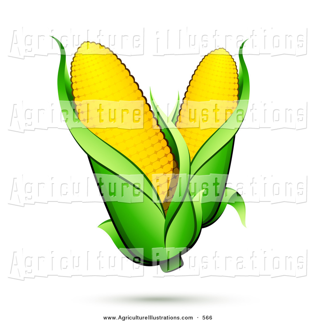 1024x1044 Agriculture Clipart Of A Couple Ears Of Corn With Green Husks