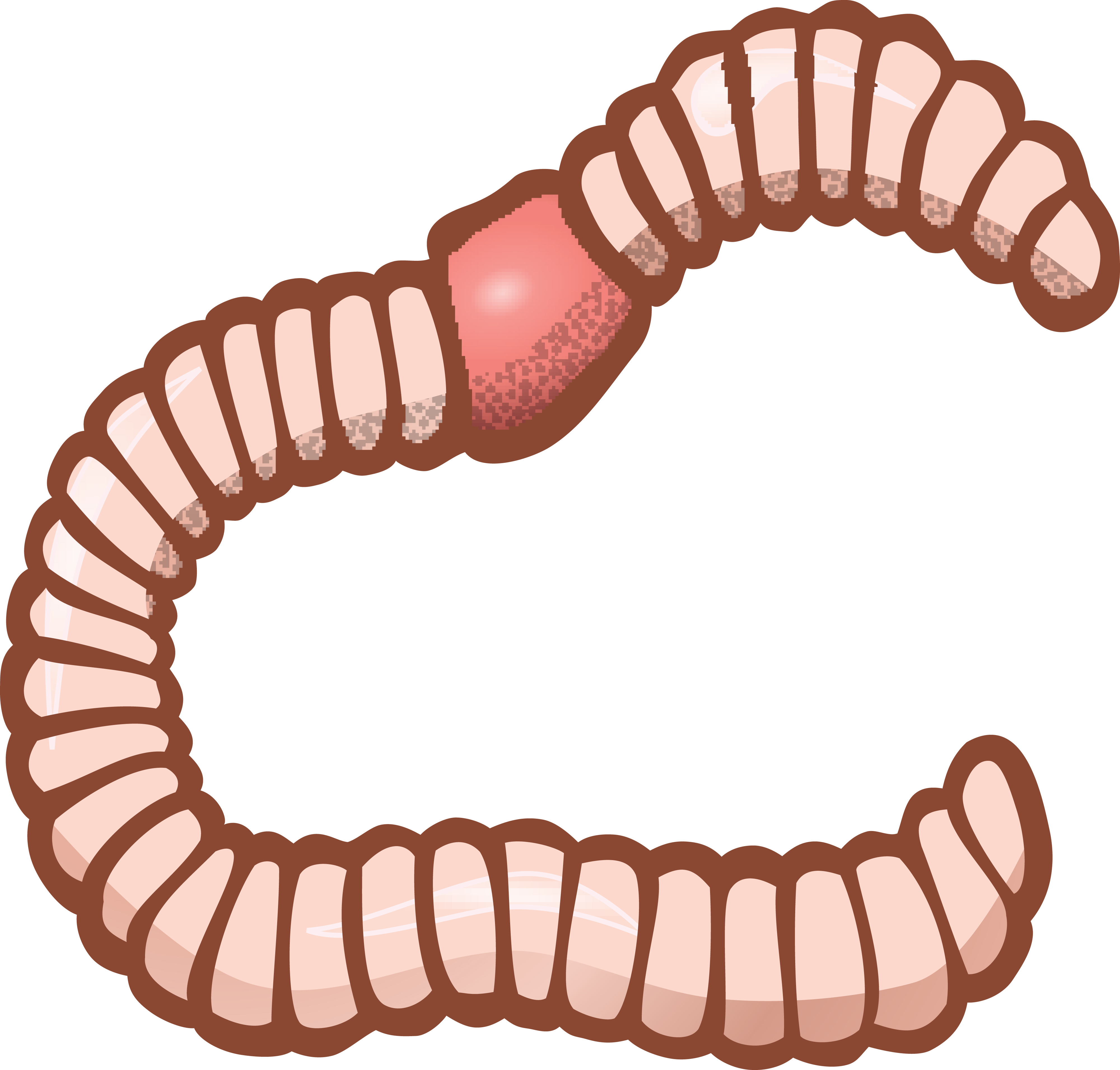 4000x3824 Free Clipart Of An Earthworm