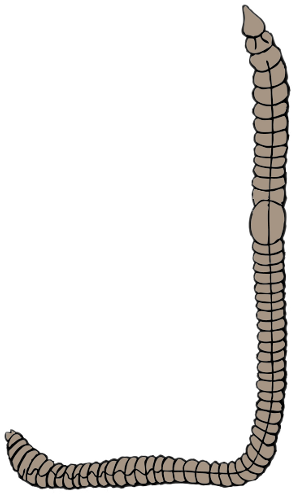 295x494 Jolie Blogs Clip Art Earthworm