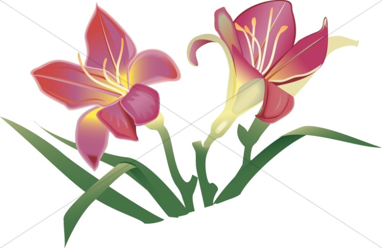 776x505 8 Images By Flower Collection. Find Christian Clipart, Religious