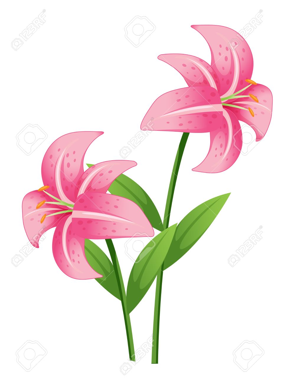 1010x1300 Free Lily Clip Art Pictures