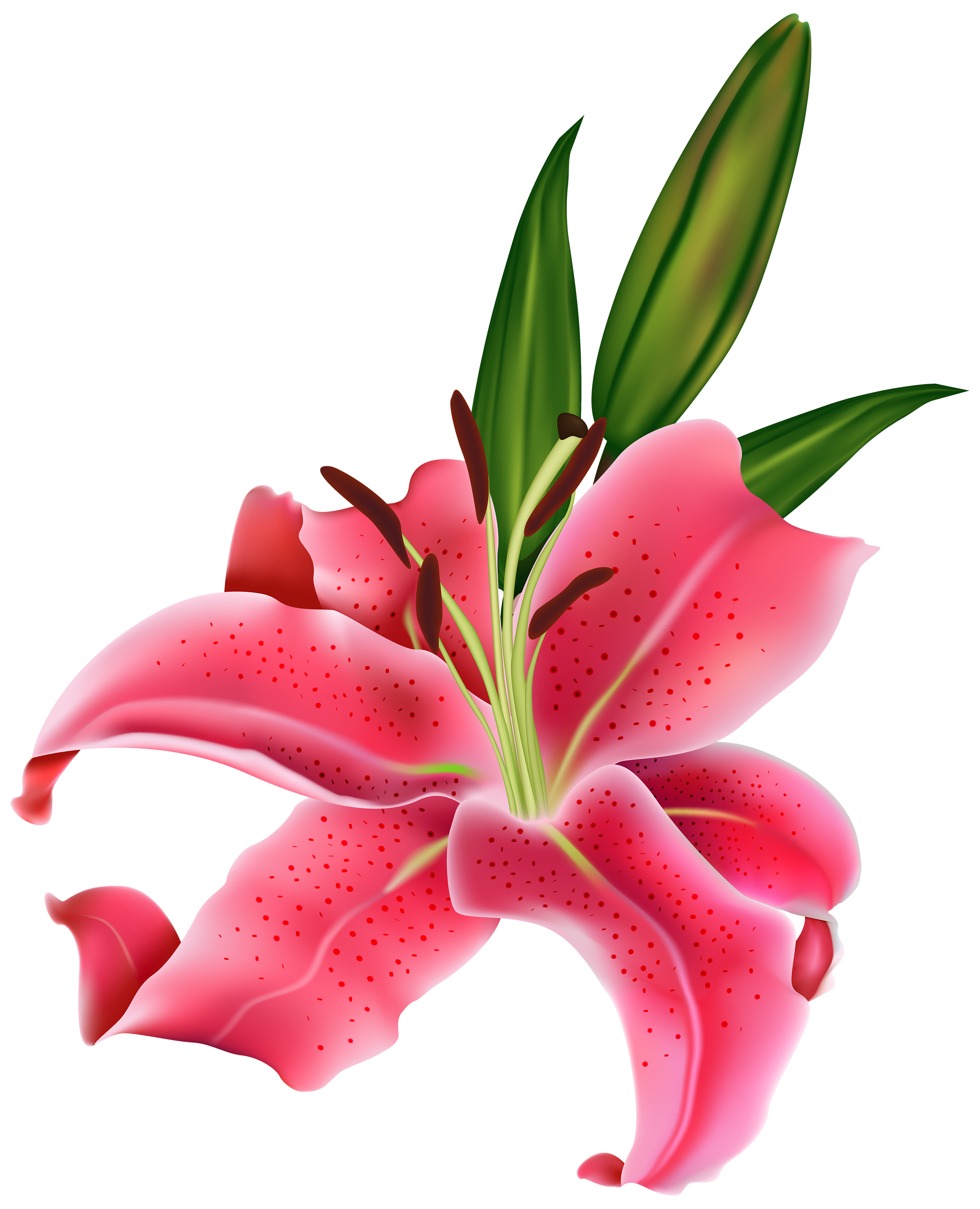 2432x3000 Lily Pink Flower Png Clipart