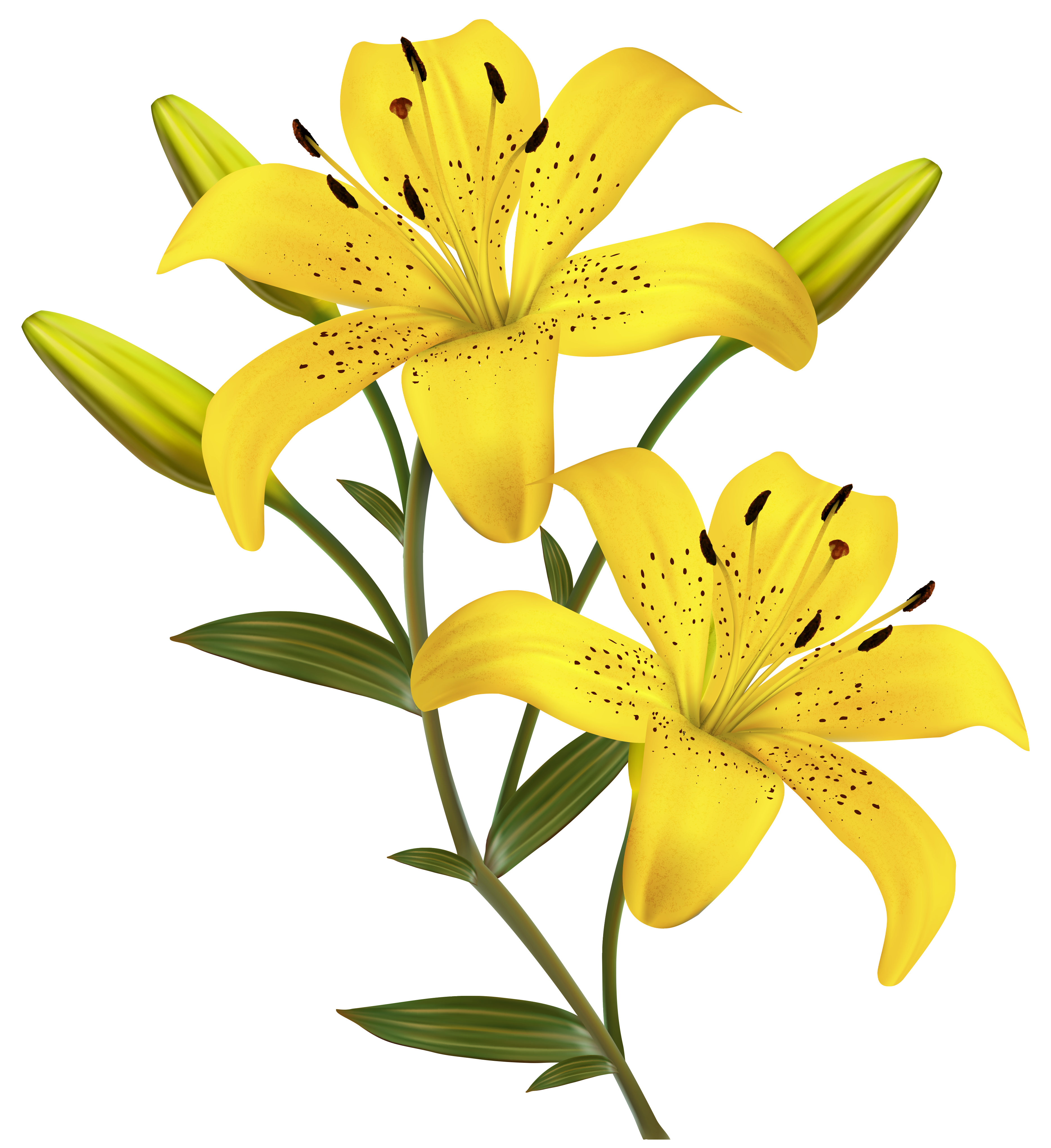 3738x4083 Yellow Lilies Png Clipart Imageu200b Gallery Yopriceville