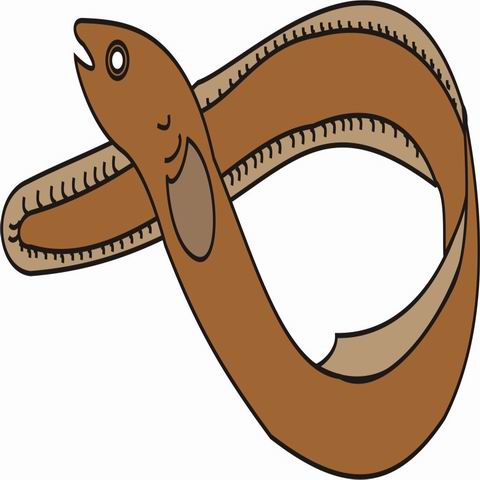 480x480 Eels Clipart Color