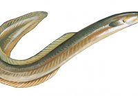 200x140 Eel Clipart Electric Eel Clipart Etc Clip Art