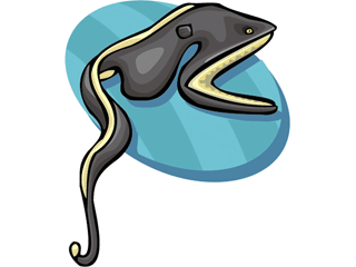 320x240 Eels Animated Images, Gifs, Pictures Amp Animations