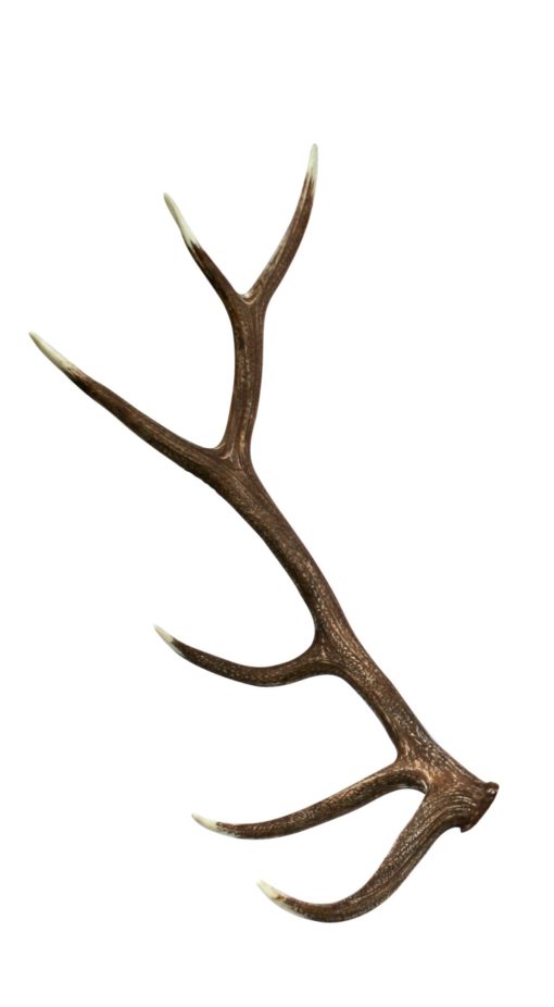 510x926 Images Of Elk Antlers Clip Art