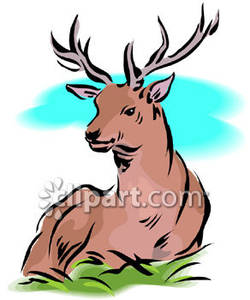 250x300 Majestic Elk Lying Down