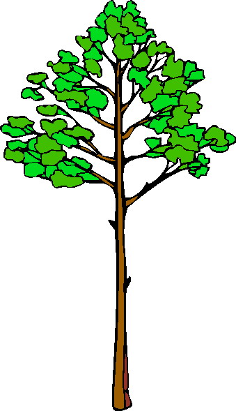 339x589 Tree Clipart Tall Free Collection Download And Share Tree