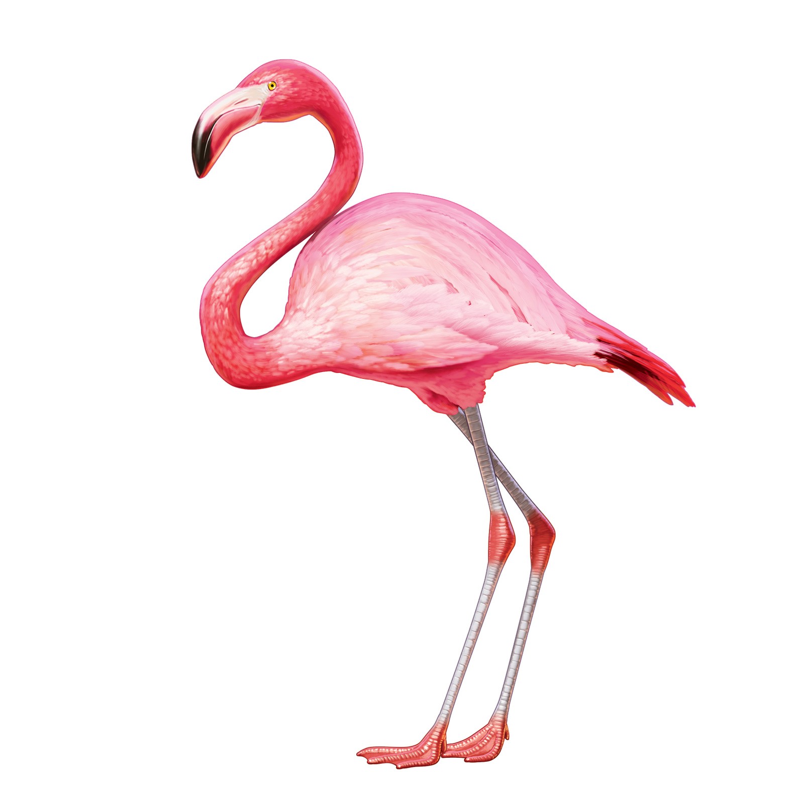 1600x1600 Beak Clipart Flamingo
