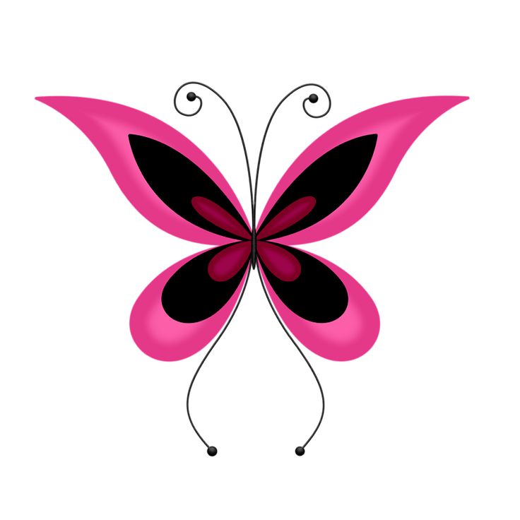 736x736 214 Best Butterflies Amp Bugs Images On Butterflies