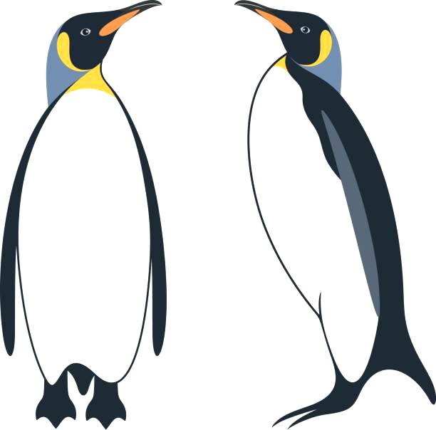 612x604 Penguin Clip Art Black And White Rosenwerk Work