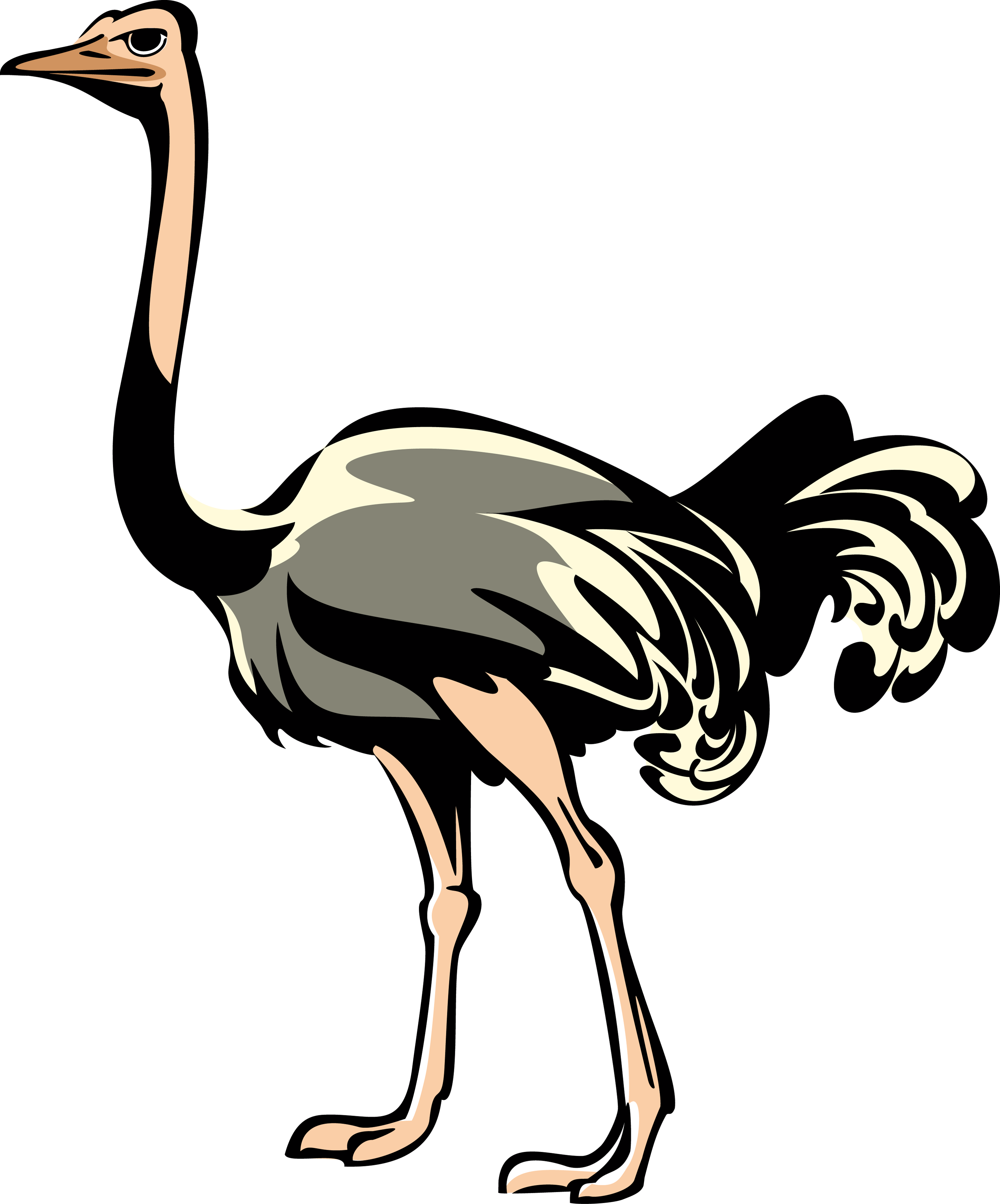 3000x3611 Common Ostrich Bird Clip Art