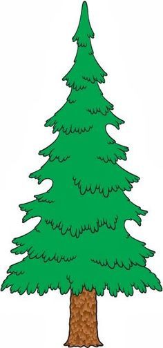 236x504 Evergreen Tree Drawings