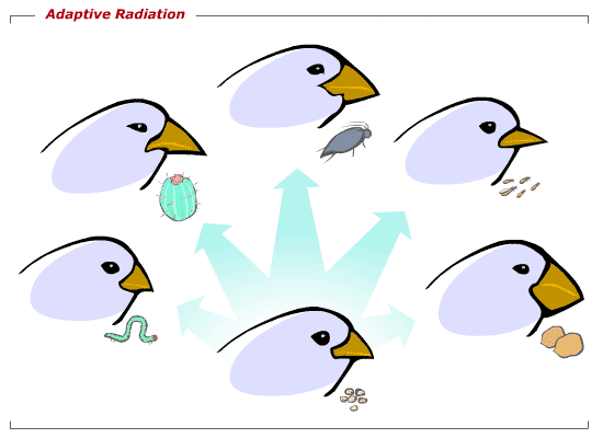 550x400 Adaptive Radiation Education Adaptive