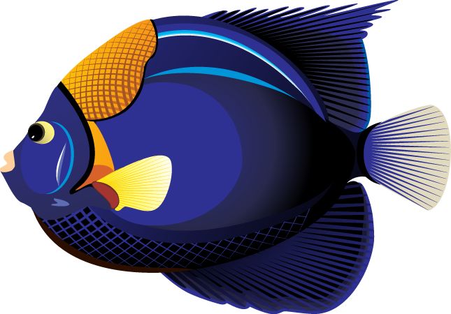 Exotic Fish Drawing at GetDrawings | Free download
