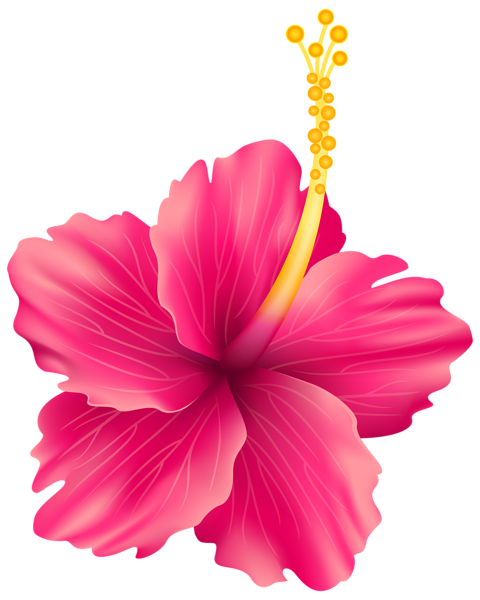 480x600 Pink Exotic Flower Png Transparent Clip Art Image Cliparts