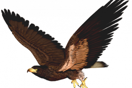 450x300 Hawk Clipart Amp Hawk Clip Art Images