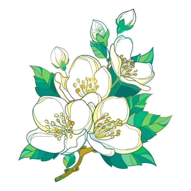 612x612 Jasmine Clip Art Jasmine Flowers Vector Illustration Of Jasmine