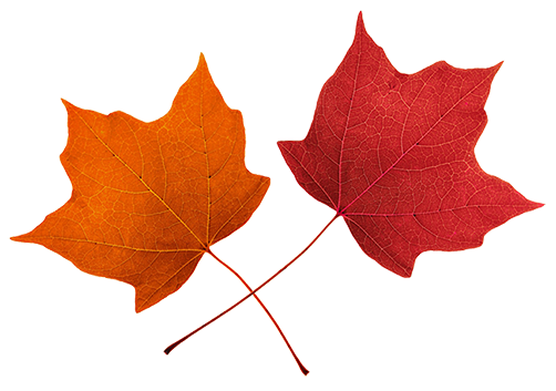 502x353 Fall Leaves Clip Art