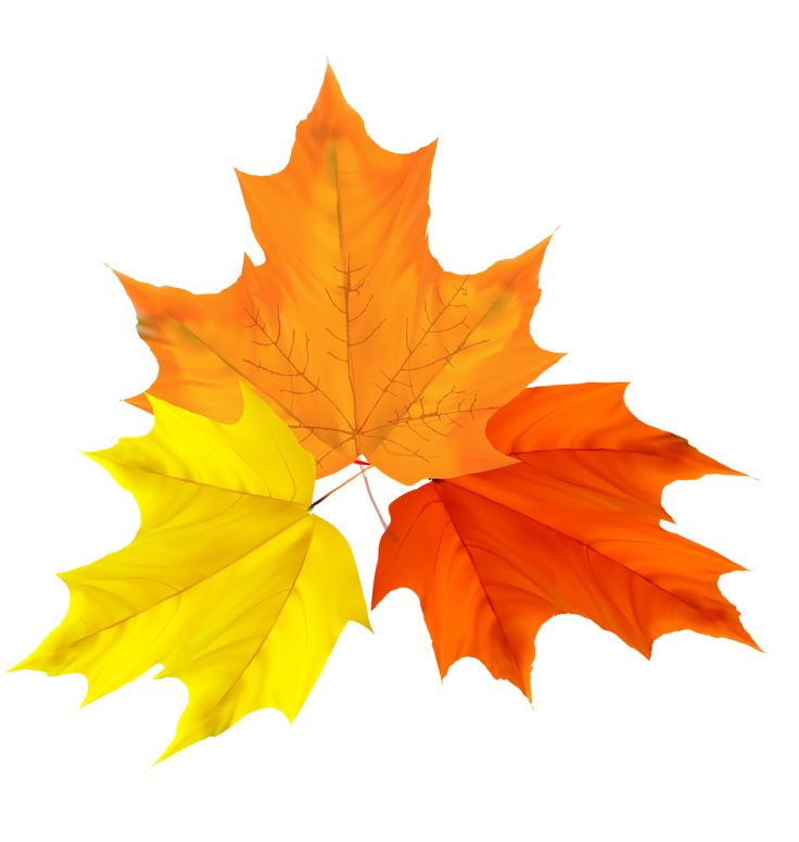 736x775 15 Best Clip Leaves Images On Autumn