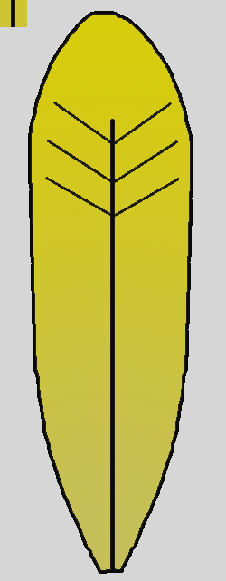 250x641 Turkey Feathers Pictures Clip Art