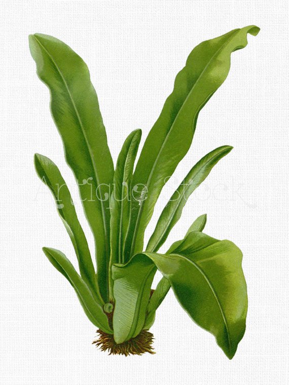 570x760 Tropical Plant Clip Art