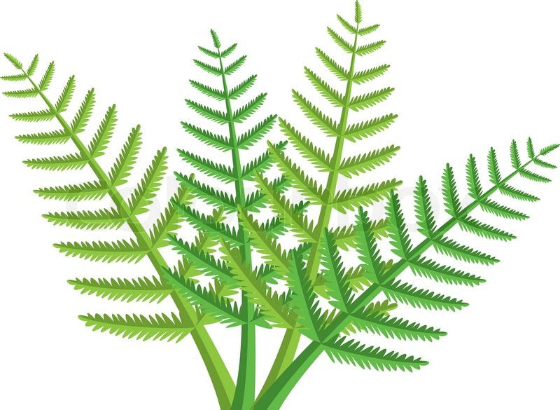800x585 Vector Design Of Green Fern Leaves Stock Vector Colourbox