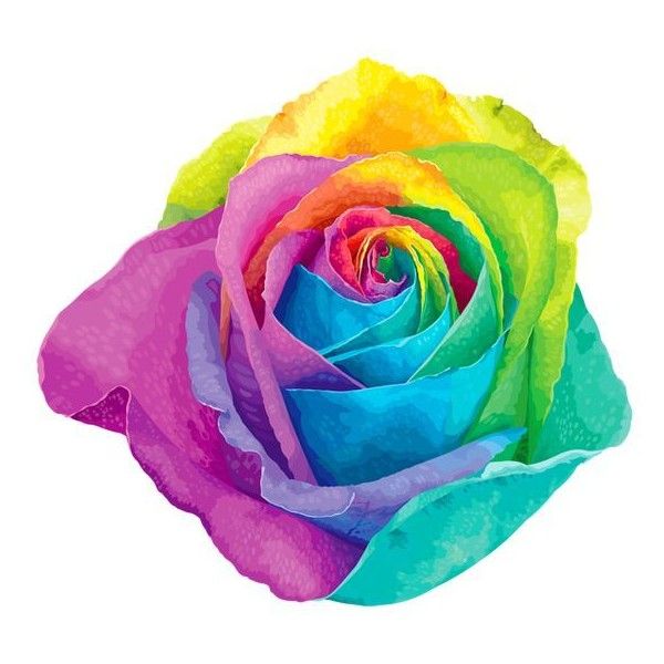 600x600 Multicolored Rainbow Rose Transparent Png Clip Art Image Liked