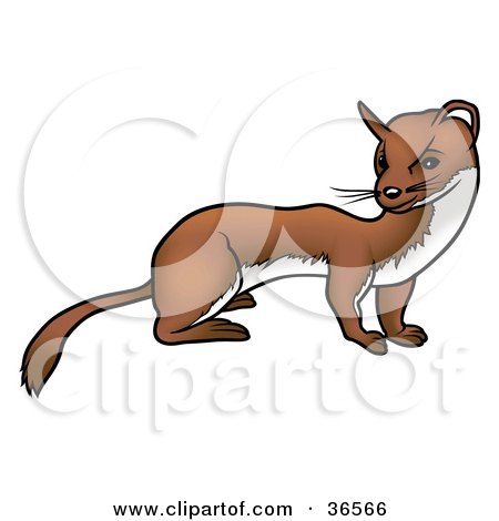 450x470 Royalty Free (Rf) Clipart Of Ferrets, Illustrations, Vector