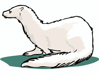 320x240 Weasel Clipart Animated