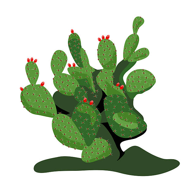 612x612 Collection Of Prickly Pear Clipart High Quality, Free