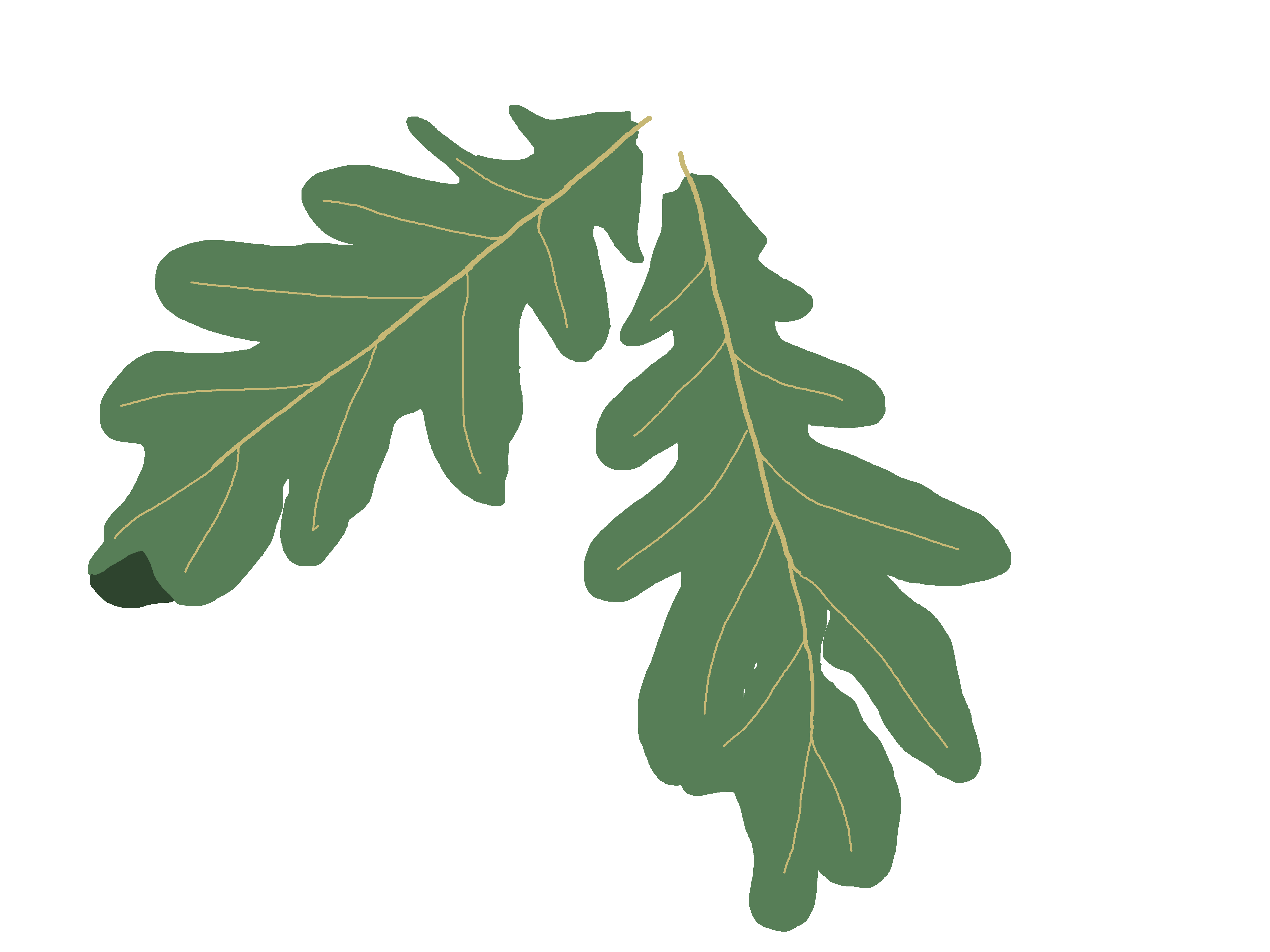 4608x3456 Clipart Leaf Oak