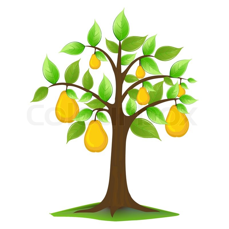 800x800 Illustration Of Pears In Tree On White Background Stock Vector